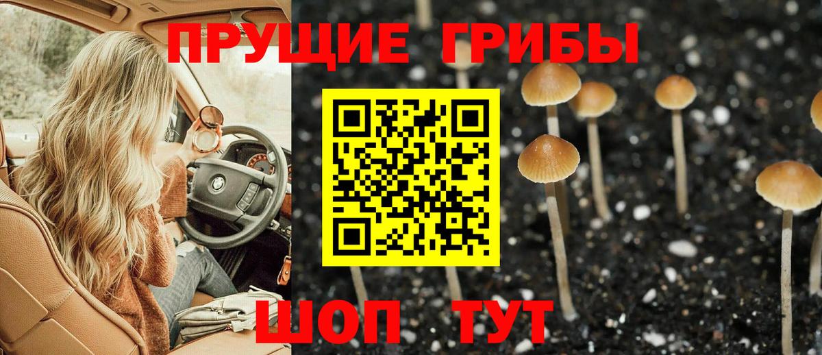 Псилоцибиновые грибы Psilocybe Тара